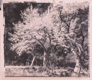 wizerunek dla obiektu: Wiśnie kwitnące w starym sadzie