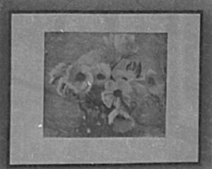 wizerunek dla obiektu: Anemony